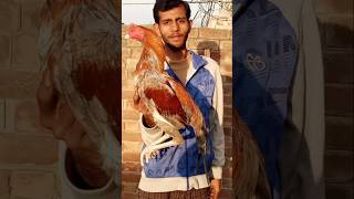 My Aseel Hen Mini Farm 682Aseel short youtubeshorts [upl. by Nebra]