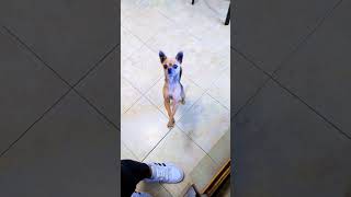 Ayyy Mini Minii❤️🐕shorts funny chihuahua mini pets trending youtubehumor [upl. by Peper]