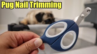 How to Trim Pug Nails [upl. by Yruama46]