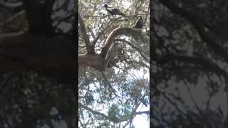 Magpies swooping Tawny Frogmouth pt 2 [upl. by Anivol]