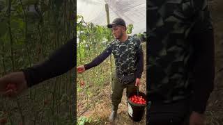 Recolectando tomates babyshark finca huilacrece tomateros [upl. by Ecnesse]