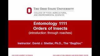 Entomology 1111  2018  Lecture 06  Introduction to the Hexapoda insects  part 1 [upl. by Aneehsit]