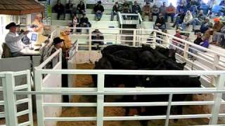 Cattle Auction [upl. by Haraj]