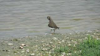 Common Sandpiper at Titchfield Haven NNR Hampshire September 9th 2024 [upl. by Anelah]