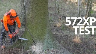 First Review  Husky 572XP Chainsaw In Tough Forest [upl. by Orv957]