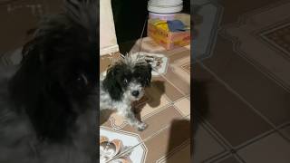 Lulu socute pets cute lulubaby doglover grooming lulu viralvideo shorts youtubeshorts [upl. by Aramoix668]