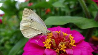 Cabbage White butterfly eating [upl. by Parry]