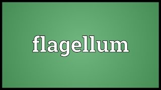 Flagellum Meaning [upl. by Onitnatsnoc]