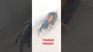 FRANGO FOGOSO MURA [upl. by Ailices]