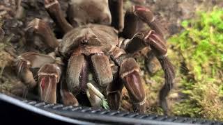 Goliath Birdeater Feeds on Lizard tarantula goliathbirdeater [upl. by Sorgalim]