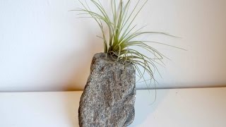 How To Make Stone Air Plant Holders With Polymer Clay [upl. by Aileve]