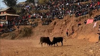 Népal combats de taureaux pour marquer la fin de lhiver [upl. by Zorah]