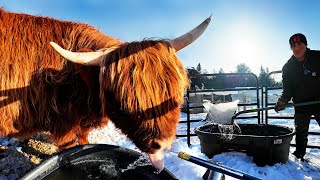 Weird Ways to Stop Cattle Water from Freezing Without Electricity [upl. by Enilekcaj]