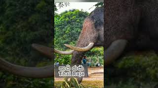 Dalada Maligawe Ath panthiya  දළදා මාළිගාවේ ඇත් පන්තිය [upl. by Klute]