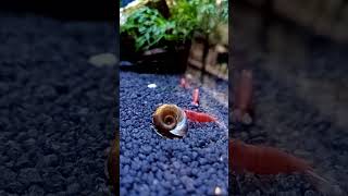 Un escargot daquarium qui cohabite avec les crevettes 🐌🦐aquariumfish [upl. by Evangelist661]