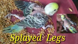 Splayed legs Parakeet How to fix [upl. by Atikkin]