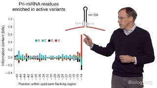 David Bartel Whitehead InstituteMITHHMI Part 3 MicroRNAs What is a MicroRNA [upl. by Moreno175]