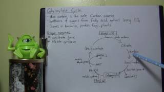 MBIO background Info  Glyoxylate cycle [upl. by Nerw707]