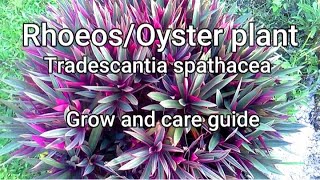 Tradescantia spathaceaOyster plantRhoeo Guide and tips on how to grow care and propagate [upl. by Aigil]