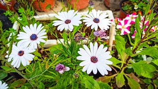 How to grow Dimorphotheca from seed  Cape Daisy Care with Update [upl. by Revned]