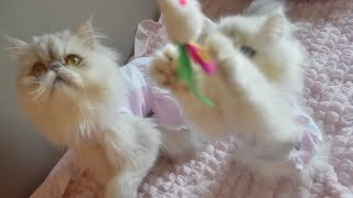 【ペルシャ王国】声が♪可愛い☆生後98日☆ ペルシャ猫ろここ ろここダイアリー ねこ こねこ 子猫 猫 ぺるしゃ cat cats kitty shorts 5匹ペルシャ [upl. by Carman]