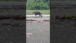 Una Madre nunca abandona a su hijo 🥰🥰🥰 reflexiones historiareal animales concienciaanimal [upl. by Frasch]