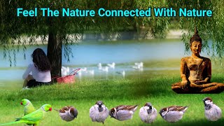 bird sound for meditation । meditation bird sounds । meditation music for birds [upl. by Taryn110]