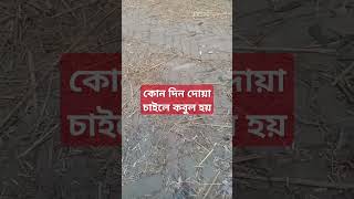 waz2023 islamicshortvideo wazbangla banglaislamicwaz waz wazmahfil [upl. by Llenyr204]