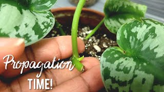 Scindapsus Pictus Exotica Propagation Potting and Care Tips  Updates [upl. by Nagirrek]