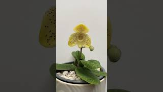 Paphiopedilum Concolor Chlorophyllum [upl. by Ssirk]