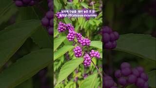 좀작살나무 효능 Callicarpa dichotoma 보라색열매 나무 shorts [upl. by Ynneh597]