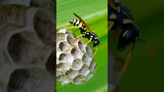 FACT  Wasps animals [upl. by Anoval]