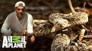 Conoce a la serpiente cascabel diamante occidental  Wild Frank en California  Animal Planet [upl. by Yaja5]