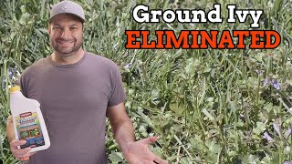 How to Eliminate Ground Ivy [upl. by Aennaej]