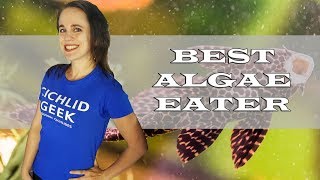 The Best Algae Eater for the African Cichlid Aquarium [upl. by Bal]