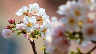 百聽不膩【精選懷舊老歌】每一首都好聽 值得分享👍心情 累了煩了就聽聽 醉人醉心！Taiwanese Old Songs [upl. by Achorn]