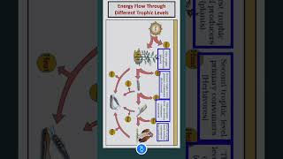 Energy Flow Through Different Trophic Levels [upl. by Nats]