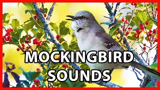 Northern Mockingbird Sounds and Calls  Mimicking Many Birds [upl. by Assiluy43]