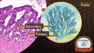 Seminal vesicle Histology [upl. by Dolph8]