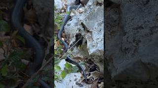 Western whip snake Coluber viridiflavus resting in the sun snake naturephotography wildlife [upl. by Ednarb]