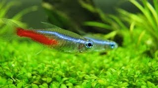 Neon tetra Голубой неон [upl. by Jsandye689]