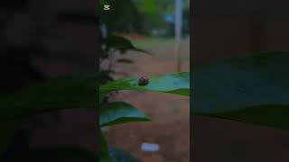 Ladybug ✨ alam kepik [upl. by Jamie]