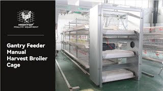 Gantry Feeder Manual Harvest Broiler Cagefarming broilerchicken broilerpoultryfarm [upl. by Saeger]