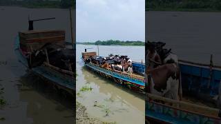 A Big Boat Full Of Holstein Friesian Cows on The River Bank  Cattle Market 2024 [upl. by Ehcar323]