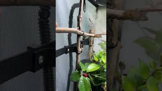 How to set up a chameleon cage chameleon veiledchameleon terrarium [upl. by Lesoj]