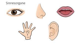Unterwegs mit allen Sinnen Die Sinnesorgane des Menschen [upl. by Cristy]