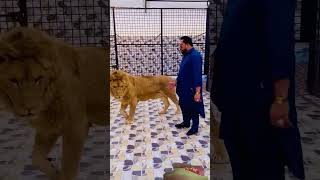 Lions door open time with boos mian saqib shortstigersviral [upl. by Niamreg503]