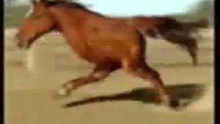 Retarded Running Horse 10 Hours [upl. by Lamiv]