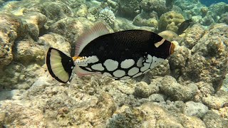 Vilamendhoo Island Resort amp Spa  House Reef Snorkeling [upl. by Eldreeda391]