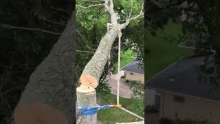 hackberry limb climber chainsaw trewwork arborist [upl. by Masao]